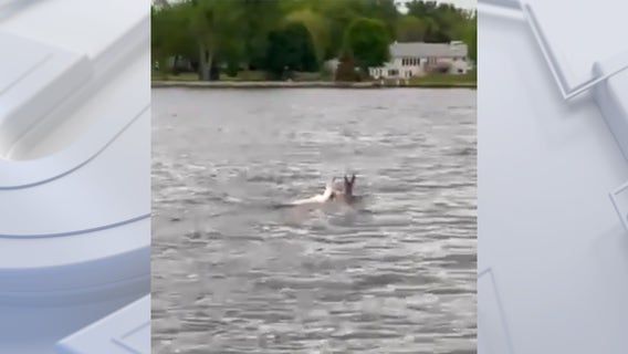 Rare albino deer spotted swimming in Lake Poygan in Winneconne