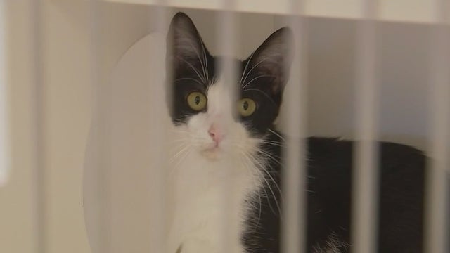 Animal shelters filling up across Central Texas