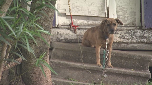 New Texas bill will set stricter rules for dogs left tied outside