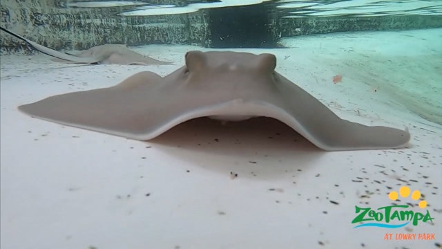ZooTampa sends water, tissue samples to German lab as investigation into stingray deaths continues