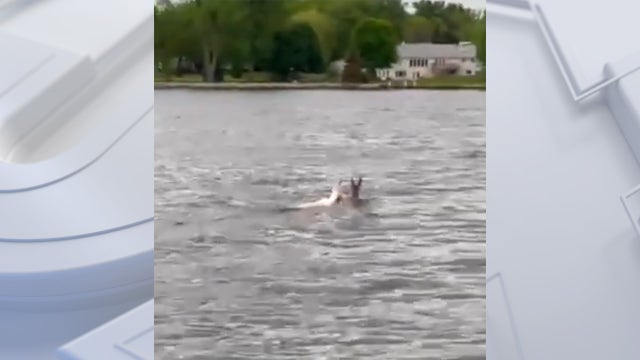 Rare albino deer spotted swimming in Lake Poygan in Winneconne