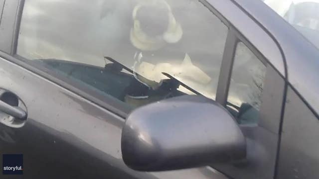 Video shows impatient dog honking car horn