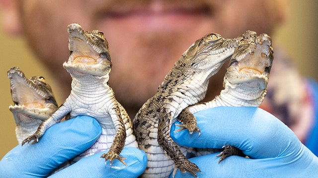 Critically endangered crocodiles hatch at Zoo Miami