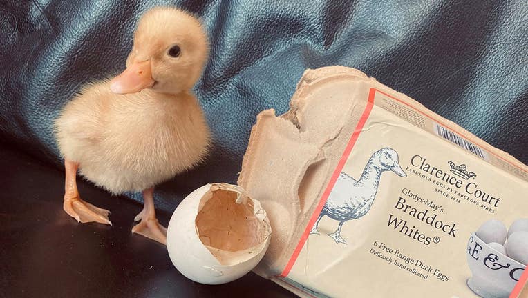 Duck found in egg