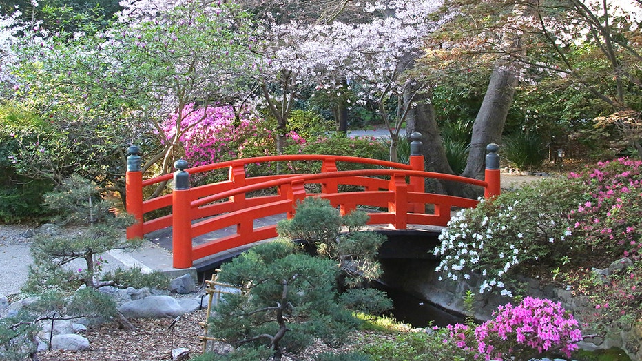 Cherry-blossoms-bloom-at-Descanso-Gardens.jpg