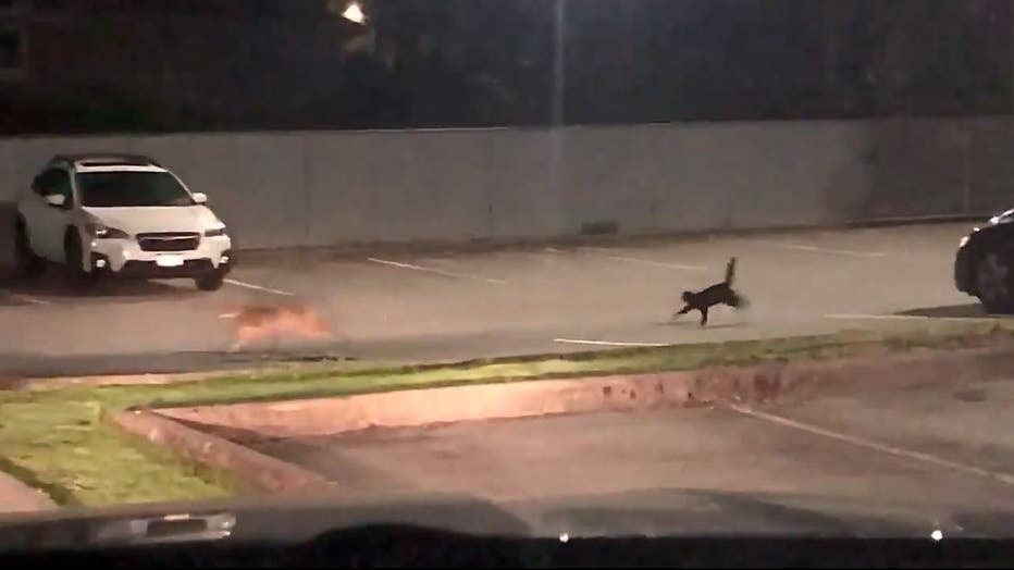Cat chases coyote out of parking lot