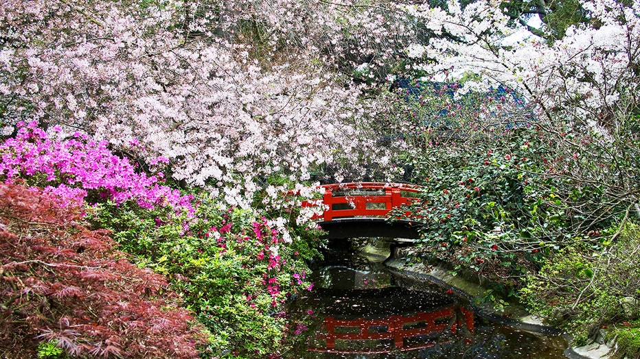 Cherry-blossoms-Descanso-Gardens.jpg