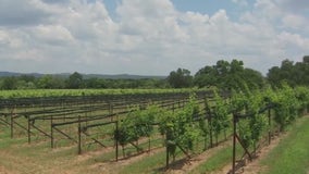 New wine labeling law will 'guarantee authenticity of Texas wine'