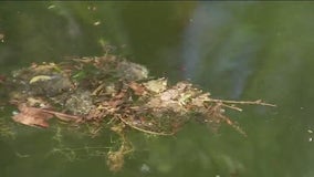 Austin authorizes nearly $1.5M contract to manage, treat toxic algae