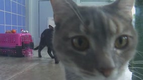 FOX 7 Discussion: Austin Animal Center at full occupancy