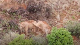 China’s wandering elephants: Video captures calves play fighting