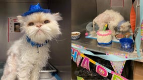 Ohio animal shelter throws purr-fect birthday party for 19-year-old cat