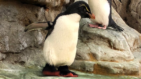 Elderly zoo penguin with arthritis gets shoes to provide relief