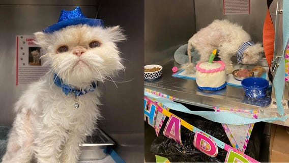 Ohio animal shelter throws purr-fect birthday party for 19-year-old cat