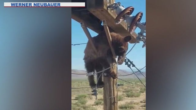 Caught on video: Bear gets stuck on utility pole in Cochise County