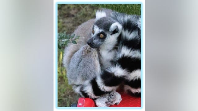 Man accused of stealing lemur from San Francisco Zoo faces federal charges