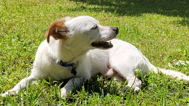 Hot Dog Summer: Tips to keep your pets safe