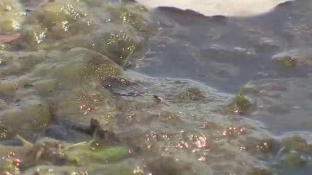 City of Austin announces plan to monitor lakes for harmful algae