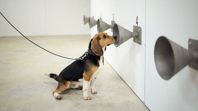 Dogs can sniff out COVID-19 with up to 94% accuracy, study finds