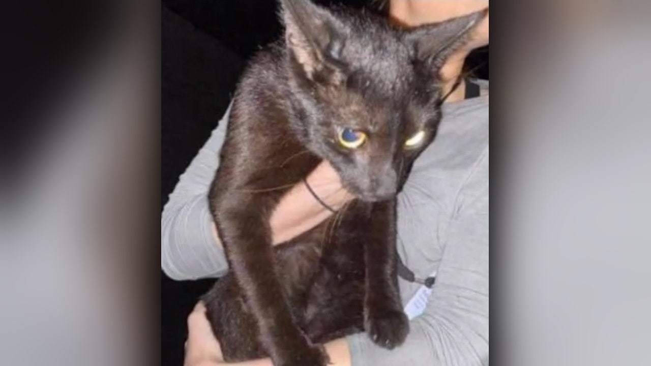 'This is a miracle': Family's cat missing after Surfside condo collapse found alive 2 weeks later - Vimarsana News