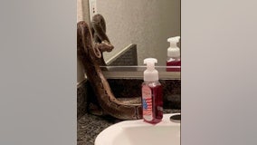 Orlando woman finds large python on bathroom counter - but that's not the terrifying part