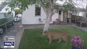 Flurry of mountain lion sightings in Petaluma neighborhoods