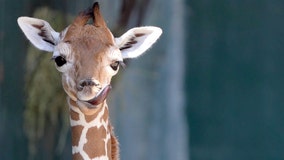 Busch Gardens giraffe ‘Stanley’ born on same day the Bolts won second Cup within a year
