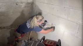 Firefighters rescue dog trapped 5 days in wall of Cincinnati home