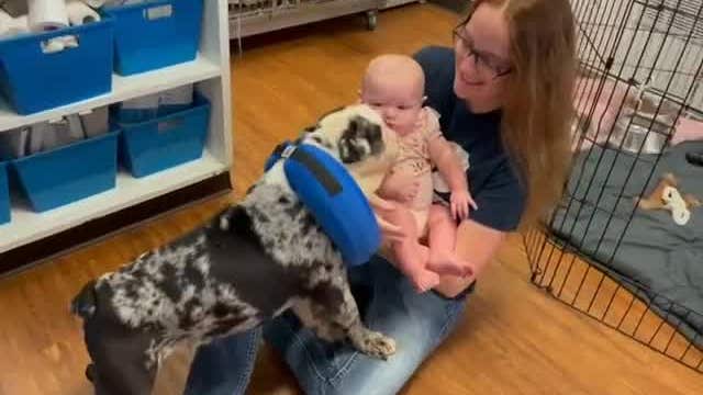 'Miracle' Bulldog puppy gleefully greets infant after speedy recovery