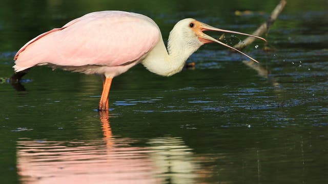 A Michigan first; rare pink spoonbill found in Saline stream