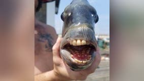 Fish with human-looking teeth caught off Outer Banks shocks fishermen, goes viral