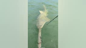 Rare sawfish spotted with rope tied around saw-like nose, mouth