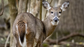 Chronic Wasting Disease discovered at Gillespie County deer breeding facility