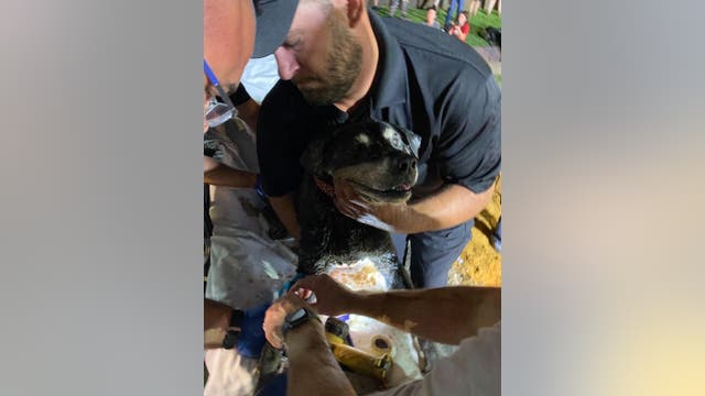Texas firefighters, police rescue 15-year-old deaf dog from storm drain in dramatic video