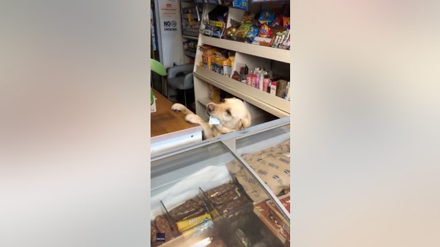 Adorable canine clerk mans convenience store in Ireland