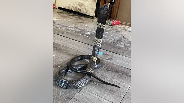 Venomous Cobra snake missing in Grand Prairie, search underway