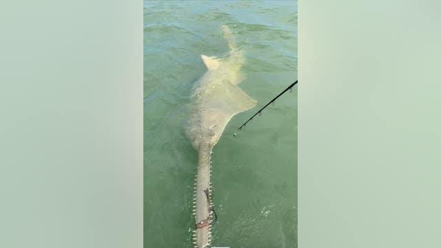 Rare sawfish spotted with rope tied around saw-like nose, mouth