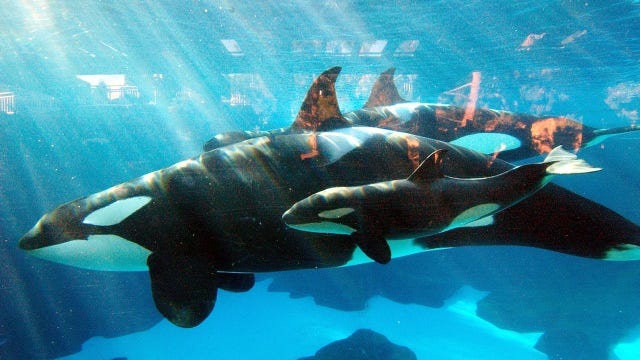 Killer whale at SeaWorld San Diego dies unexpectedly