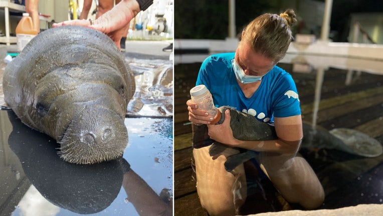 zoo tampa baby manatee orphan 1