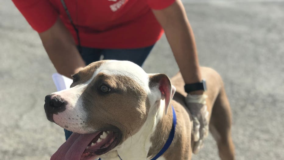 Photo-courtesy-of-Houston-SPCA-2.jpeg