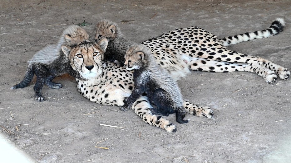 cheetah-mom-storyful-2.jpg