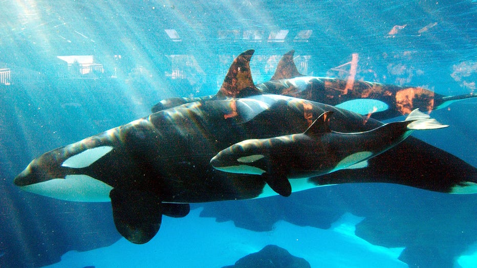whale2