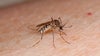 Mosquito ground spraying scheduled for Oct 8-9 in Sun City