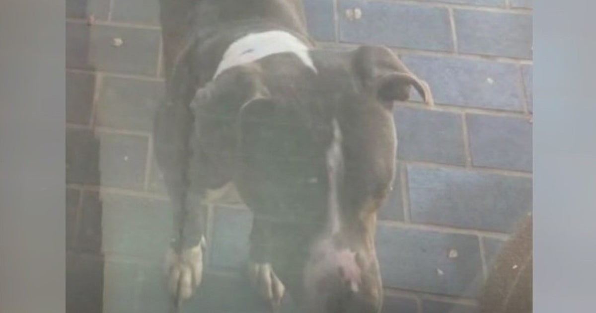 70-year-old woman in hospital following attack by stray dog | FOX 7 Austin