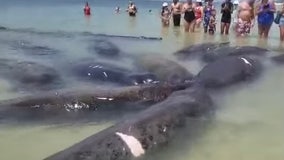 WATCH: Herd of manatees gather at Florida shore near beachgoers