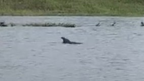 Video shows dolphin swimming in Louisiana neighborhood after Hurricane Ida