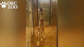 Baby giraffe: Oklahoma zoo welcomes healthy female calf