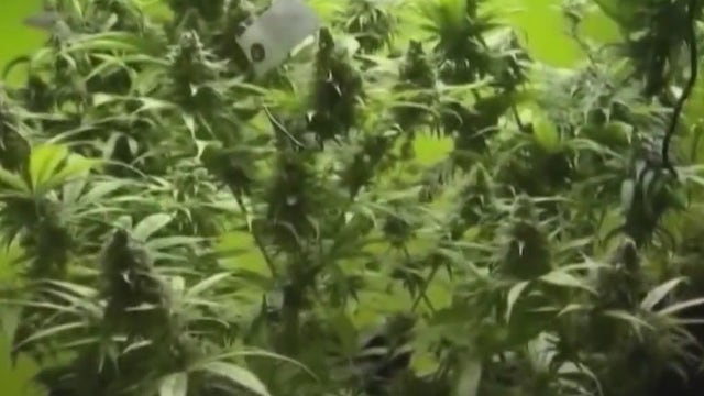 Austin public safety job candidates disqualified for legal marijuana use