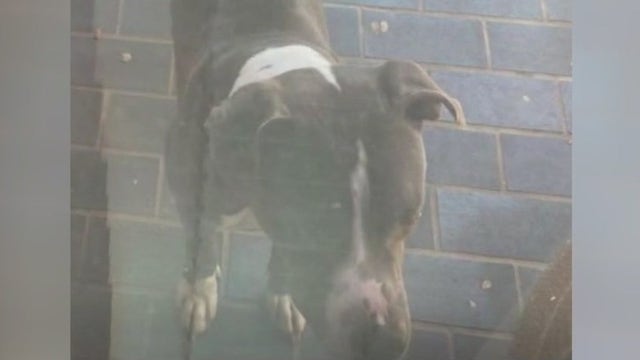 70-year-old woman in hospital following attack by stray dog