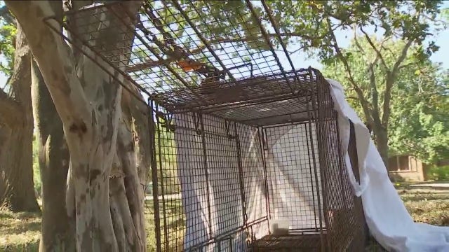 Dog that attacked woman has been caught, victim pushing for changes